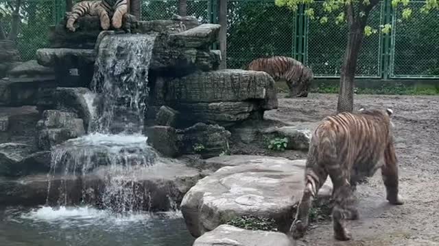 tigers