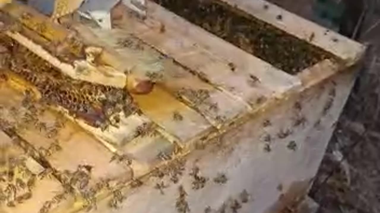 Gentle Handling Of Wild Bees During Harvesting