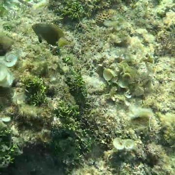 Snorkeling Adventures, Philippines. Amazing clear water in a tropical underwater wonderland