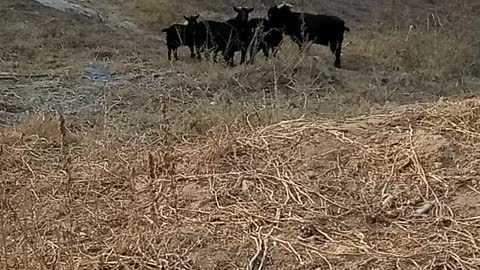 A herd of black goats see me and run away