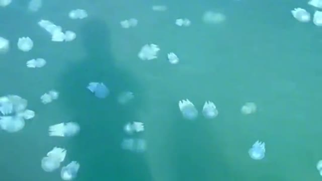 Happy travel without seeing so many jellyfish. Big players record travel time.