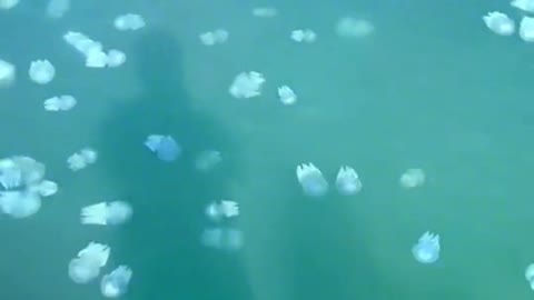 Happy travel without seeing so many jellyfish. Big players record travel time.