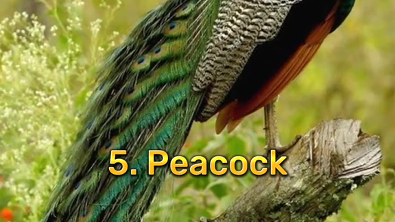 10 beautiful birds in the world