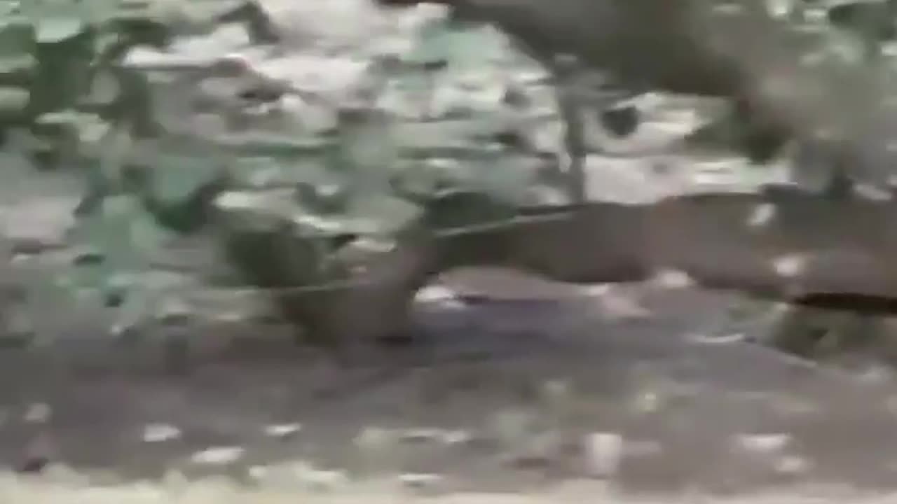 Rare Moments Captured , Tiger chases Leopard #tiger #leopard #nature