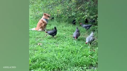 When Your Dog is Your Brave Guardian Cute Moments Dog and Human