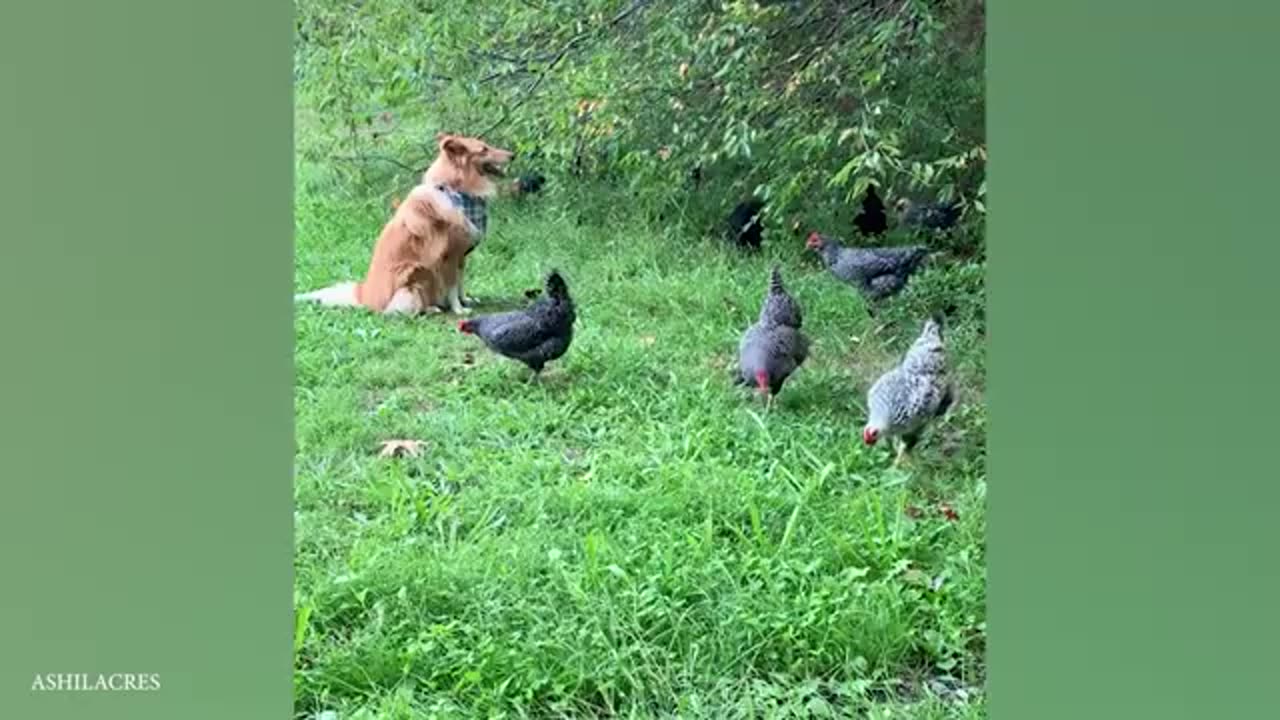 When Your Dog is Your Brave Guardian Cute Moments Dog and Human
