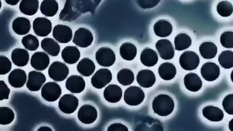White blood cell wandering between red blood cells and checking for harmful organisms