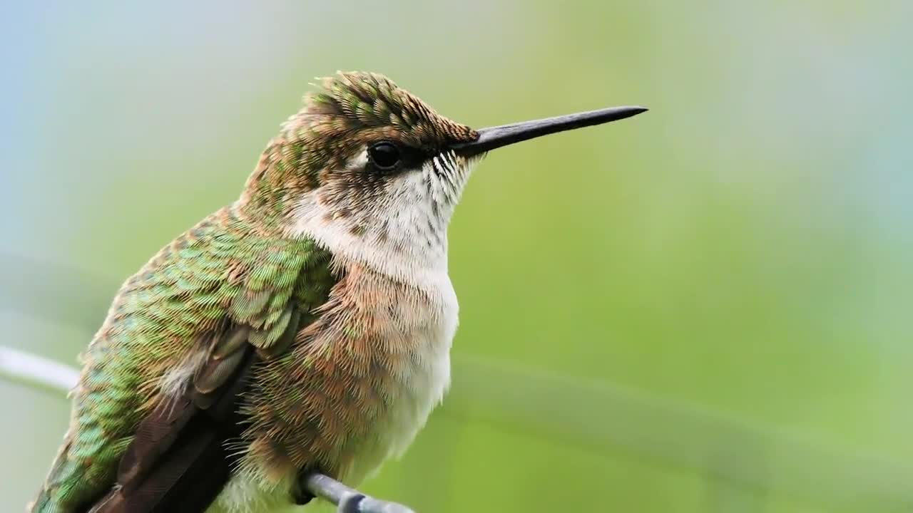 Hummingbird Bird Beak Feathers Female Nature