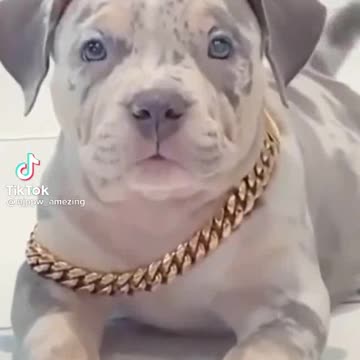 Dog baby training in center