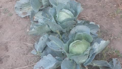 Cabbage in the garden