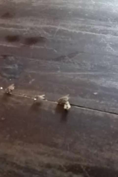 See The Flies Eat Food