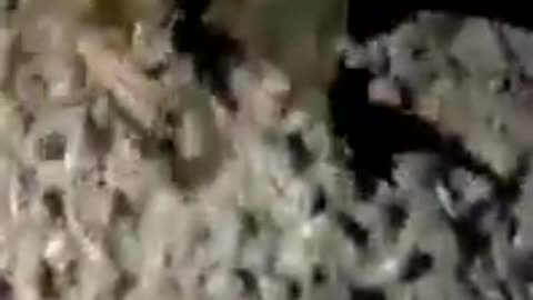 Crab Smoking a Cigarette