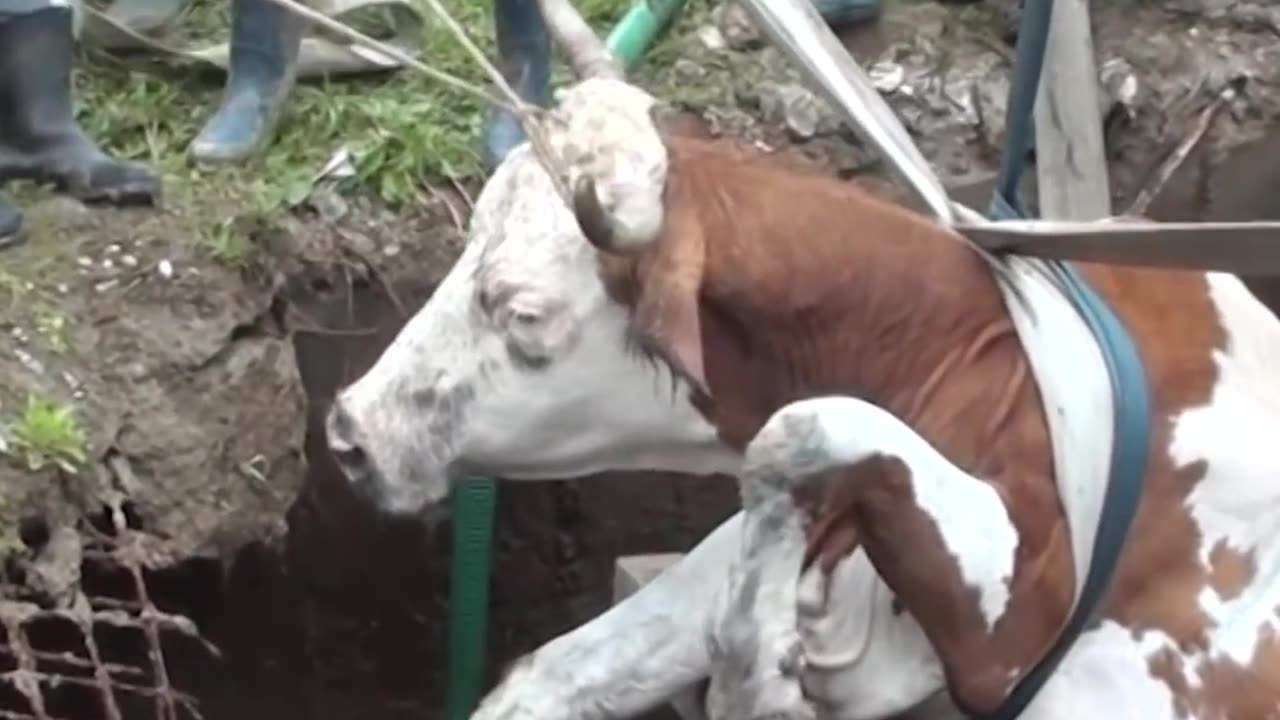 Guys Do The Sweetest Thing For A Trapped Cow | The Dodo