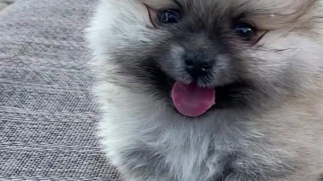 Cute Puppies Video