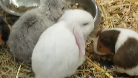 A group of rabbits in a cage they are eating