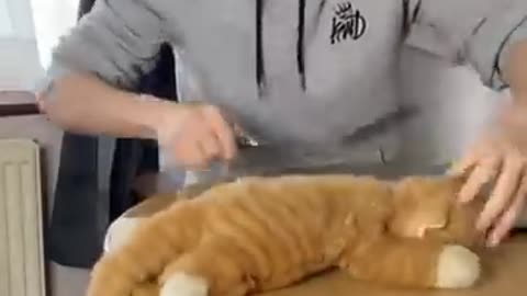 Funny animal