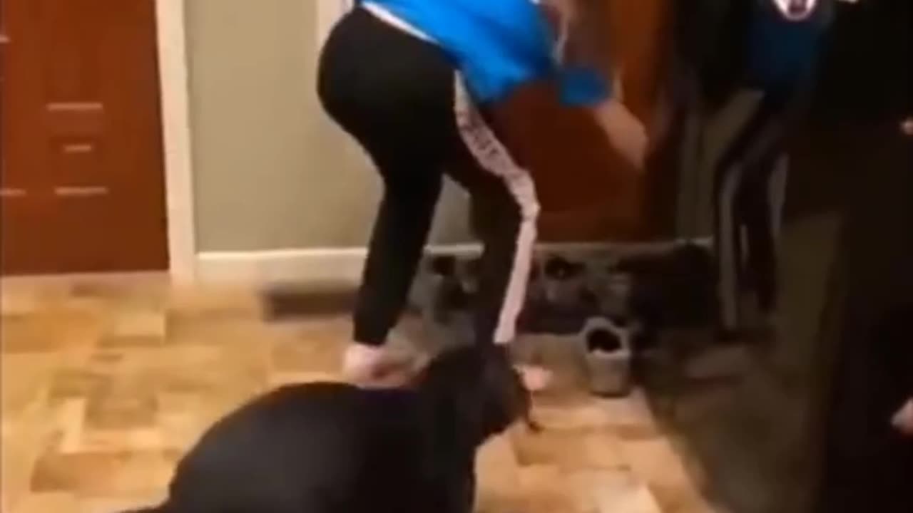 Funny videos animals part 17