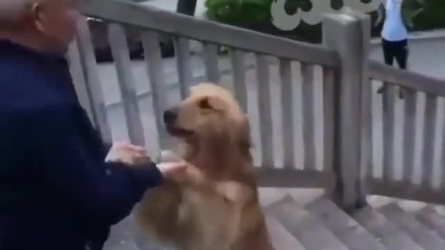 Dog funny clip video