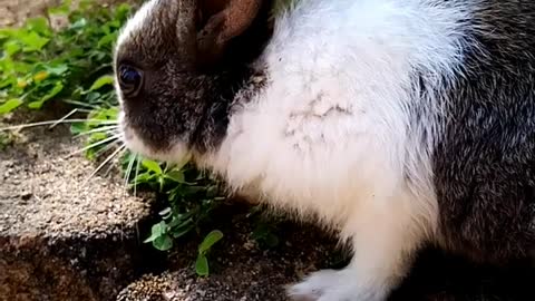 🐇💖💖Adorable Baby Rabbit💖💖🐇