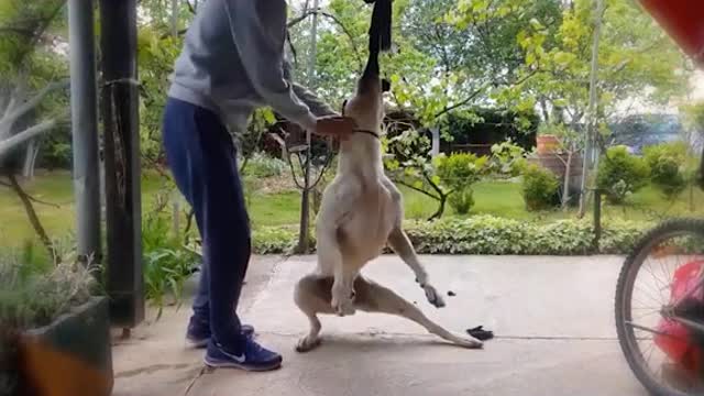 Dog argentino