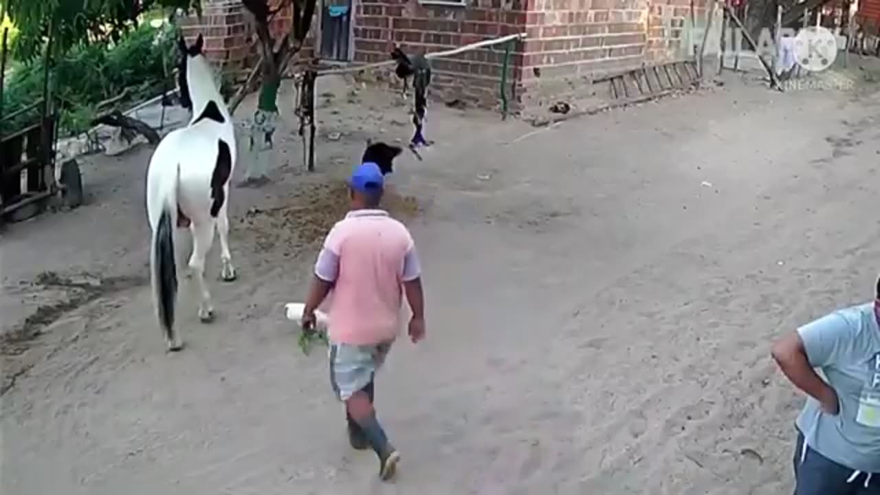 funniest elephant and horse videos😅