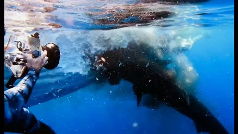 Sharks devour whale carcass 😱🦈🐋