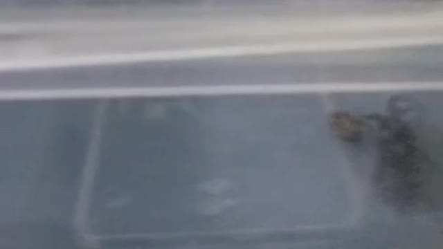 my friend keeps scorpions and spiders