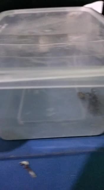 my friend keeps scorpions and spiders