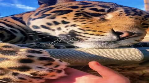 Big cats trying whipped cream!