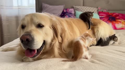 Tiny Kittens Love a Golden Retriever like their Mom