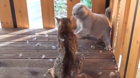 Fighting Cat