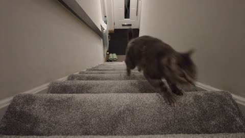 Cat Zoomies😸