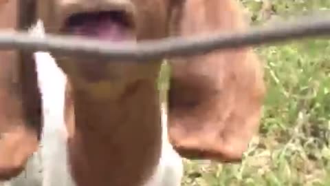 Animals interacting with Humans