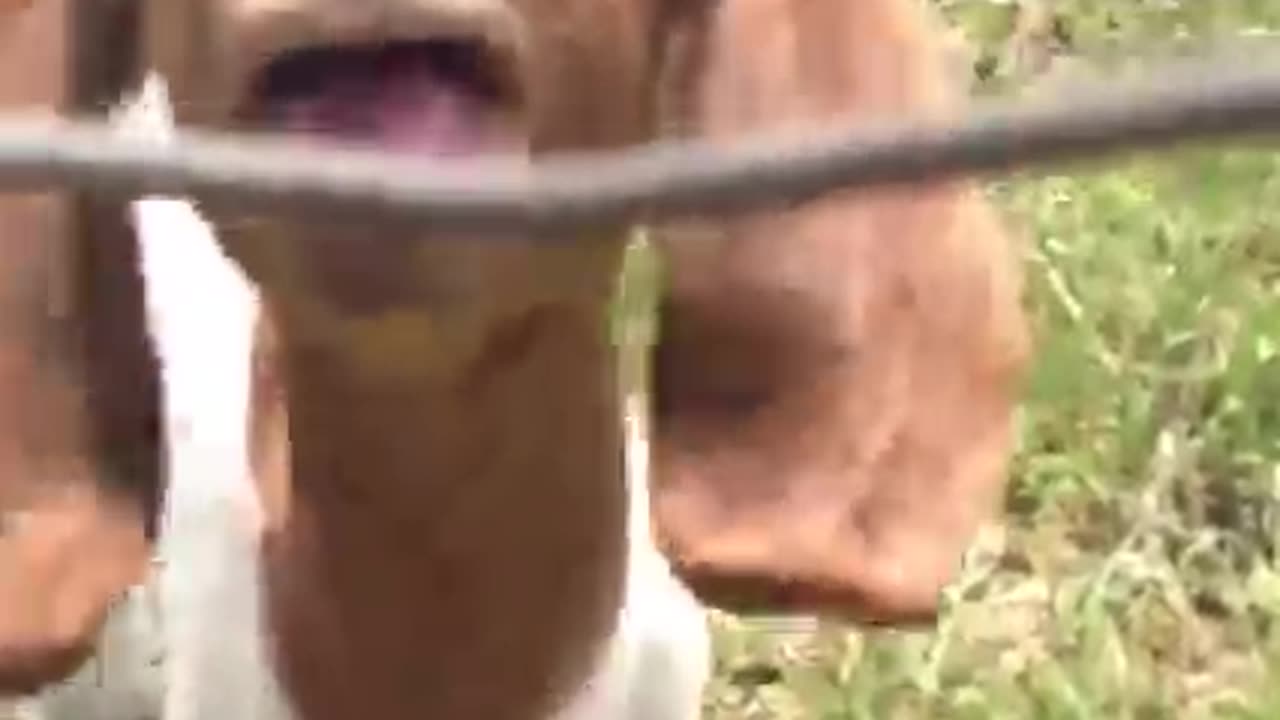 Animals interacting with Humans