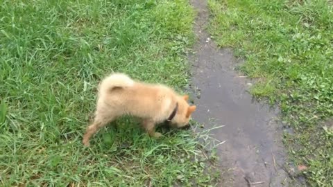 Puppy firstly on the long forest walk