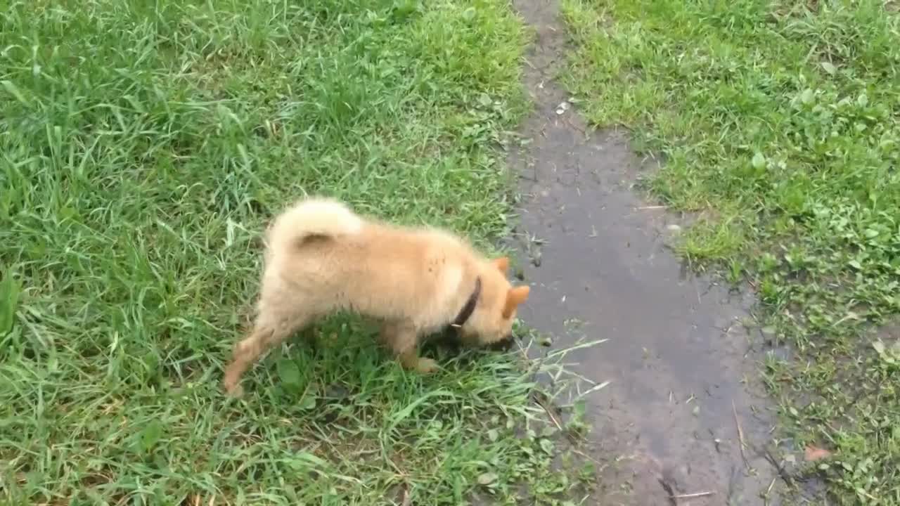 Puppy firstly on the long forest walk