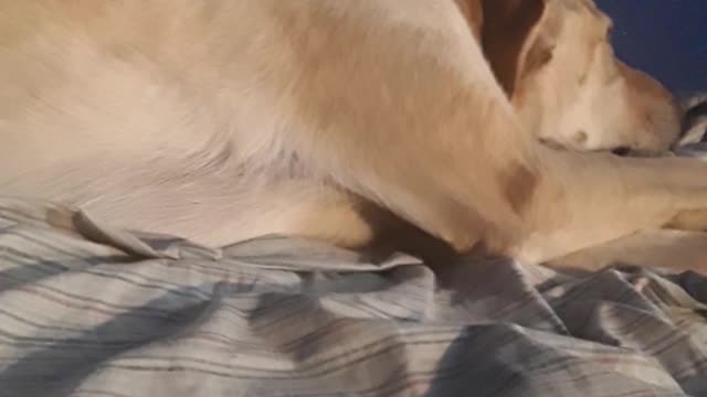 cute dog sleeping 2019