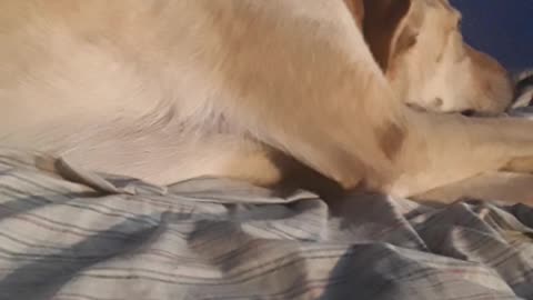 cute dog sleeping 2019