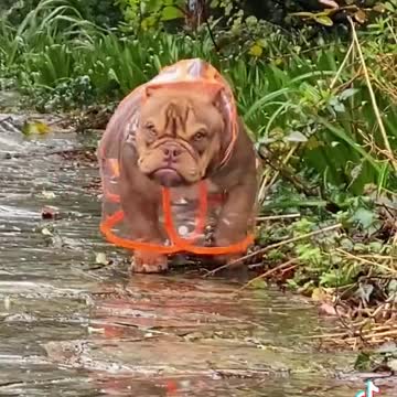 GRUMPY GAL WITH HIS RAIN COAT.mp4