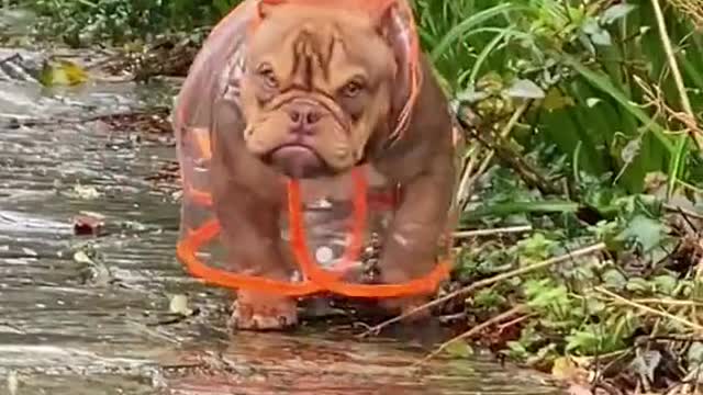 GRUMPY GAL WITH HIS RAIN COAT.mp4
