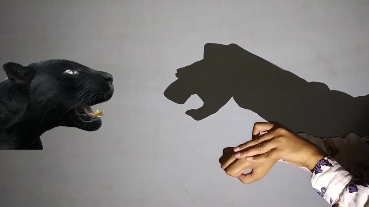 Hand shadow interesting video