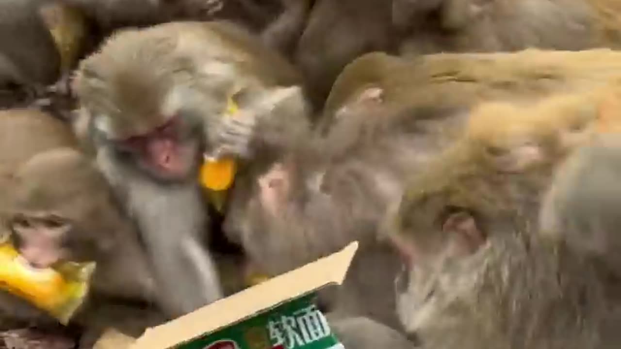 The monkeys are eating like crazy.