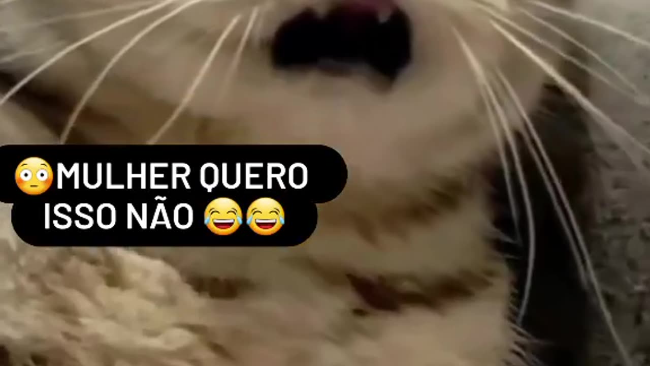 Dog potti