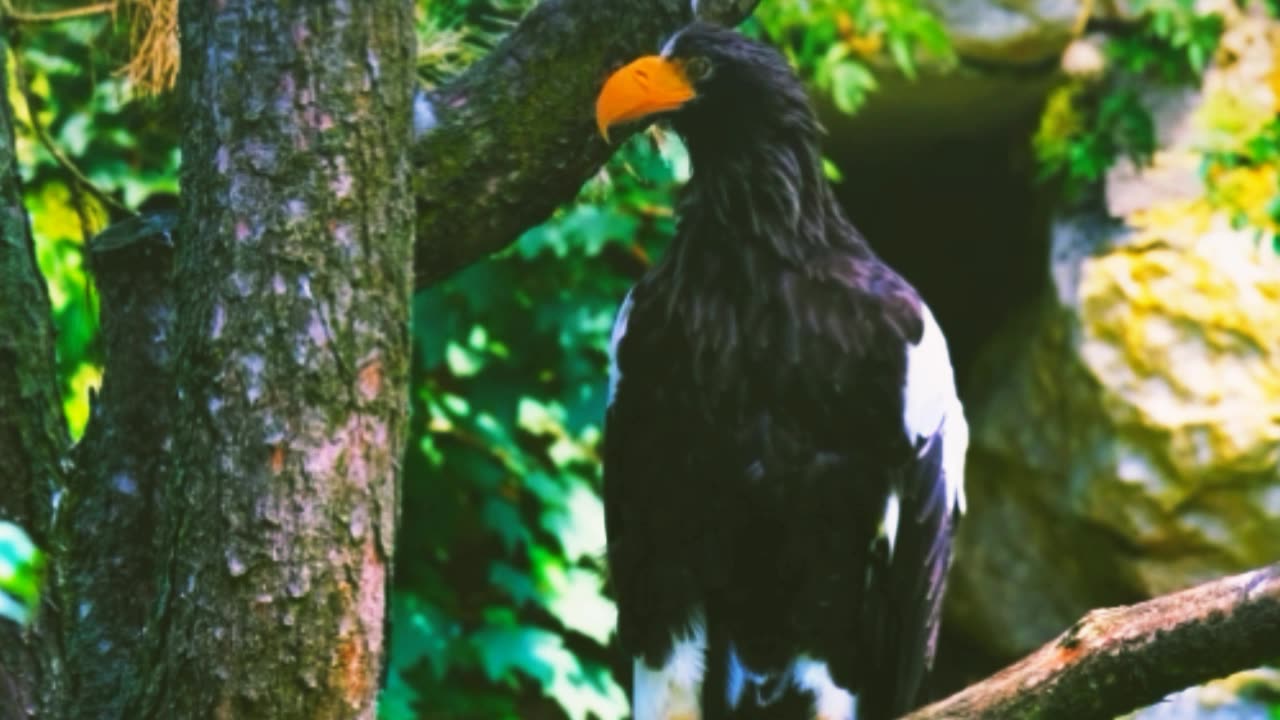 Eagle