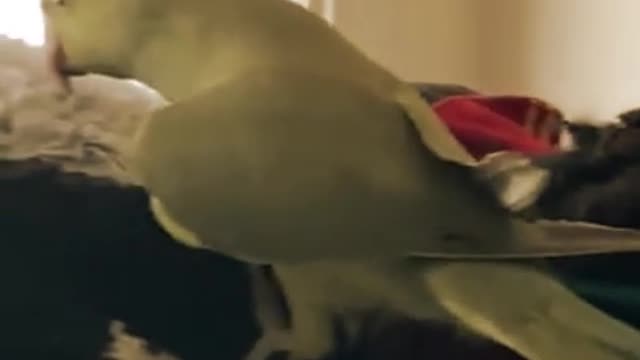 FUNNY PARROTS LOVE