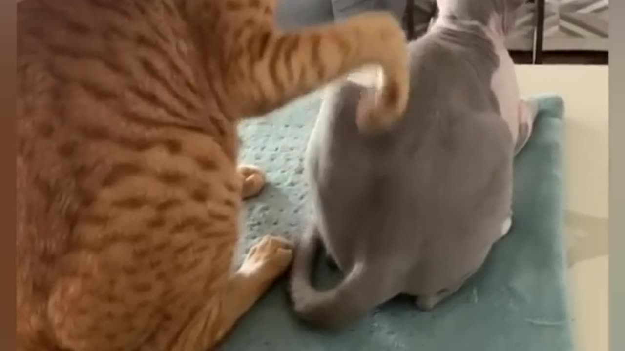 funny cats