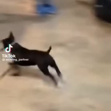 Funny dog comedy entertainment viral video 😂