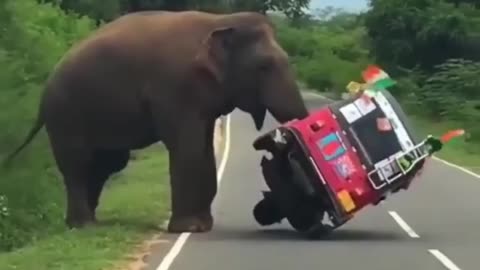 animal attack in human