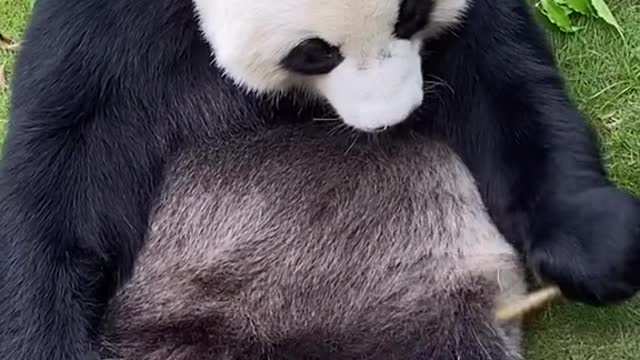 giant pandas