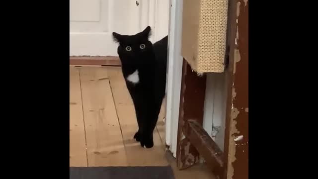 IT'S TIME 2 LAUGH WITH CATS (part2)
